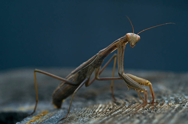 молится богомол насекомое вблизи на размытом фоне - Фото, изображение