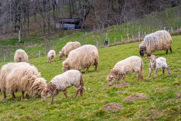 Beautiful landscape with adult sheep next to small sheep, lambs eating grass in the Adarra mountain of the Basque country - Valokuva, kuva