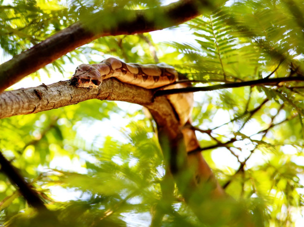 Boa constrictor on tree branch - Photo, Image