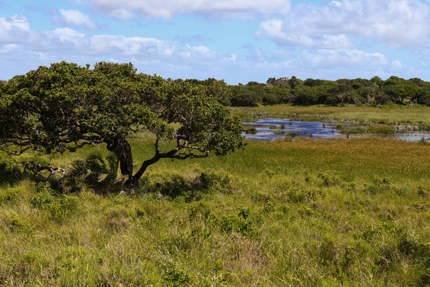 Güney Afrika 'daki Isimangaliso sulak arazi parkının manzarası - Fotoğraf, Görsel