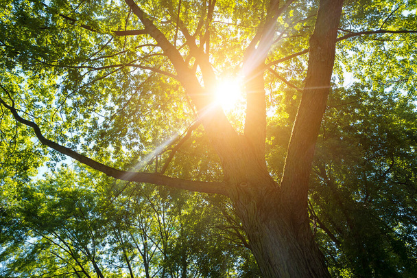 太陽が森の木々に爆発的に輝き - 写真・画像