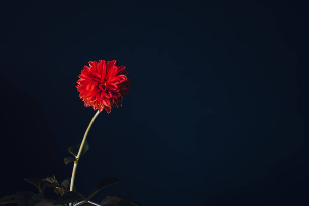 Single flower and a dark background - Valokuva, kuva