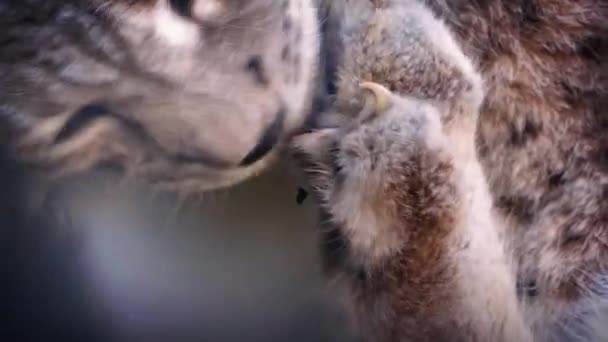 Big Cat Lynx Grooming Himself - Video, Çekim