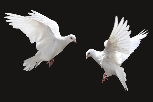 palomas blancas volando, aisladas en negro, pájaro de paz - Foto, imagen