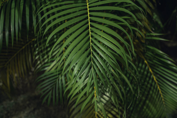 Tropische palmbladeren, bloemenpatroon achtergrond - Foto, afbeelding