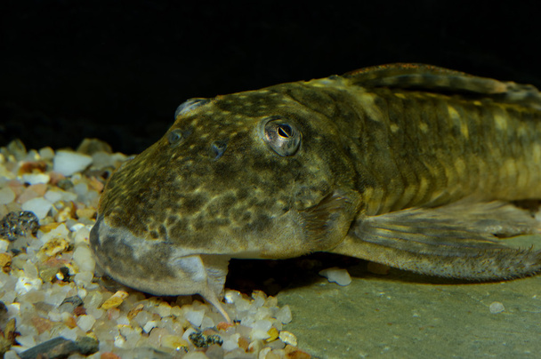 Suckermouth catfish - Photo, Image