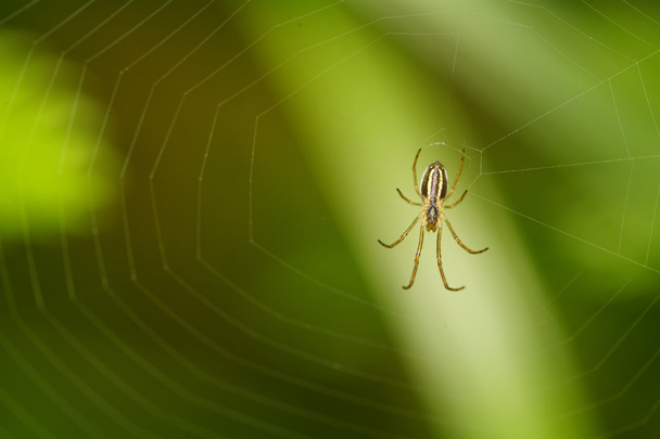 Spinne im Netz - Foto, Bild