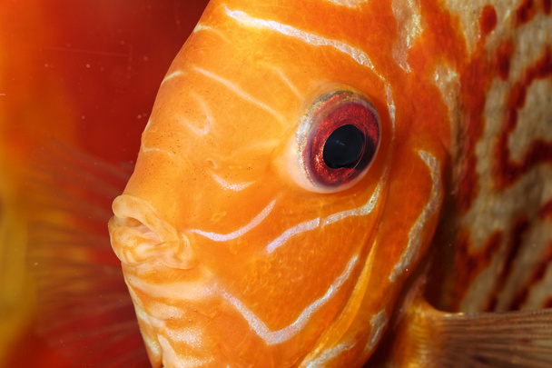 Discus fish portrait - Photo, Image