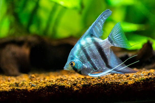 portrait of a zebra Angelfish in tank fish with blurred background (Pterophyllum scalare) - Photo, Image