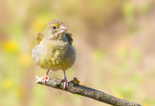 European Greenfinch, Chloris chloris. The bird has fluffed out its feathers - Фото, изображение