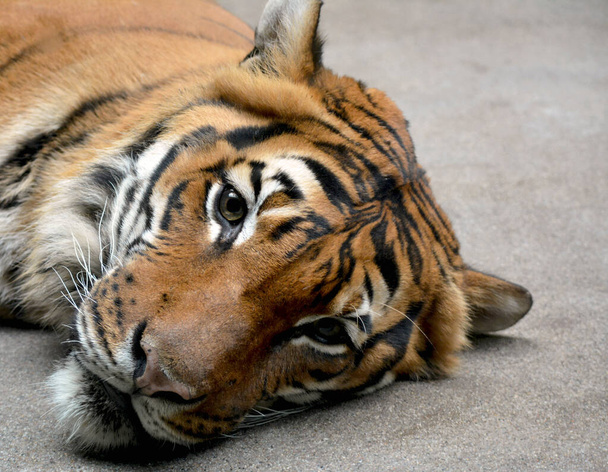 De droevige ogen van een rustig rustende tijger. De tijger ligt neer en denkt na over het leven.. - Foto, afbeelding