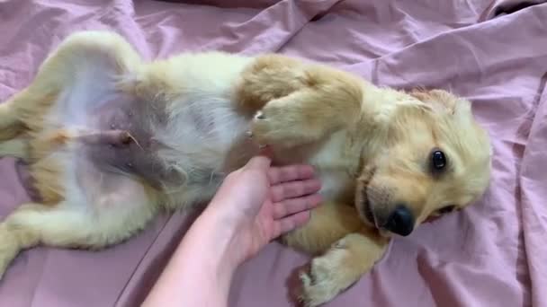 Χαριτωμένο κουτάβι Golden Retriever ξαπλωμένο σε ένα κρεβάτι σε ροζ σεντόνια. Χασμουρητό χρυσό σκυλί 3 μηνών. Άνω όψη. - Πλάνα, βίντεο