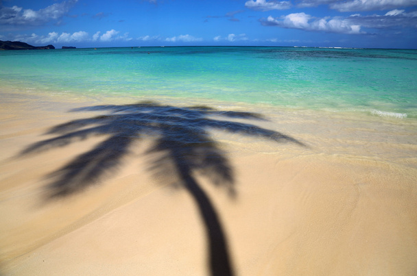 Palmiye ağacı'nın gölge Lanikai Beach - Oahu, Hawaii - Fotoğraf, Görsel