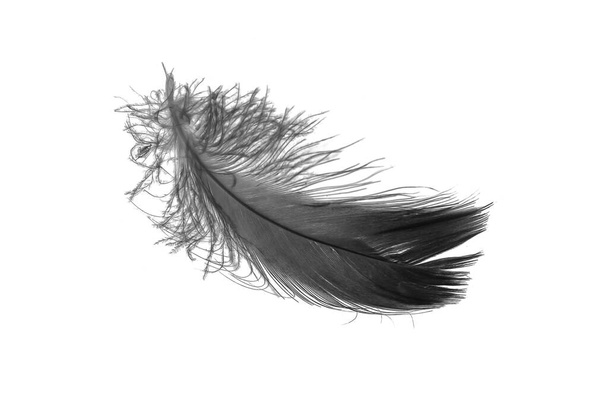 black goose feather on a white isolated background - Foto, afbeelding