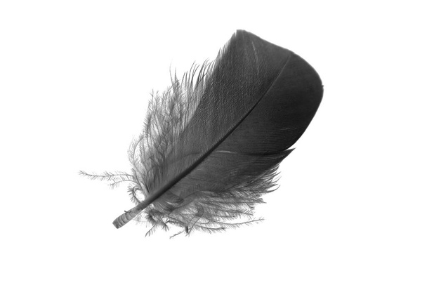 black goose feather on a white isolated background - Zdjęcie, obraz