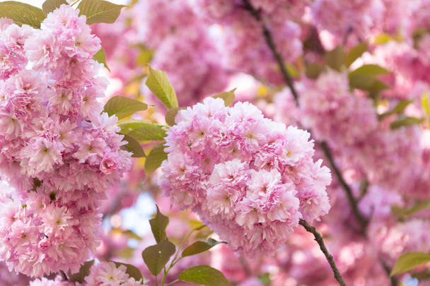 spring season. pink japanese cherry flower on blooming spring tree. - 写真・画像