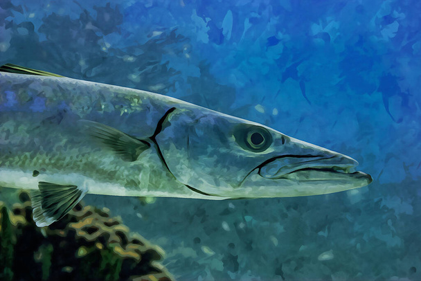 Digitally created watercolor painting of a large Great Barracuda hunting over the coral reef in the Cayman Islands. High quality illustration - Foto, Imagem