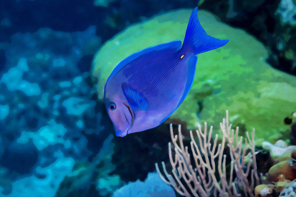Digitálně vytvořená akvarel malba modrého tanga chirurg Acanthurus coeruleus plavání přes korálový útes. Vysoce kvalitní ilustrace - Fotografie, Obrázek