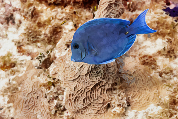 Digitaal gemaakt aquarel schilderij van Blue tang surgeonfish Acanthurus coeruleus zwemmen over een koraalrif. Hoge kwaliteit illustratie - Foto, afbeelding