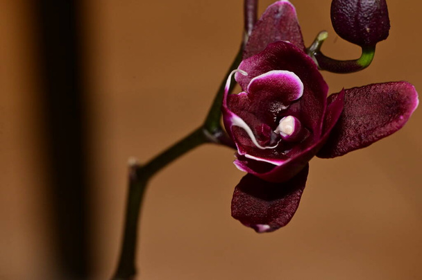 composição floral. belas flores de planta de orquídea - Foto, Imagem
