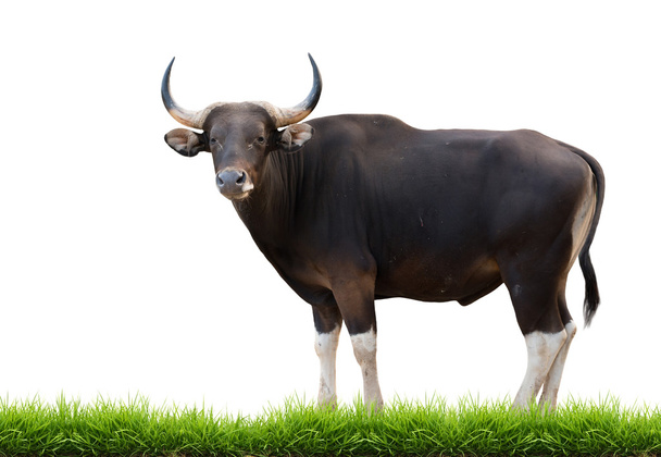 mannelijke banteng met groen gras geïsoleerd - Foto, afbeelding