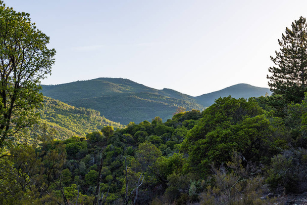 Mountains and forest of the Haut-Languedoc Regional Natural Park from the hamlet of Ceps in Roquebrun - Photo, image