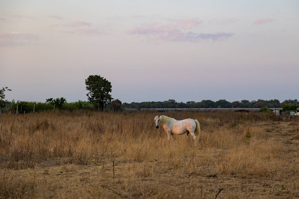 Camargue white horse in a paddock in the small Candillargues marsh at sunset - Zdjęcie, obraz