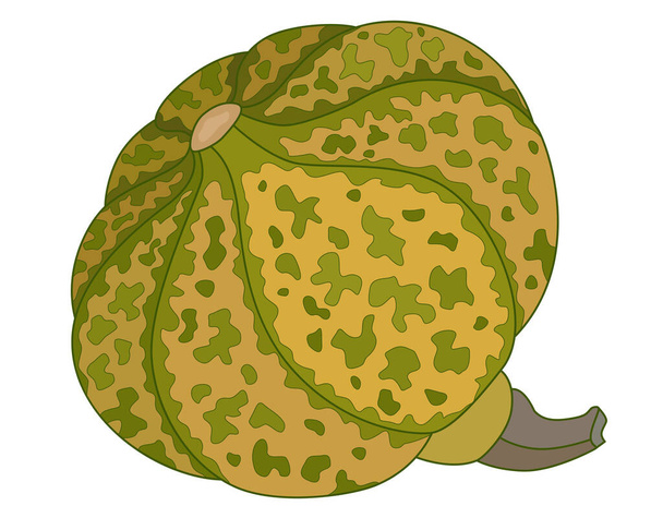 Pumpkin motley spotted - vector full color picture. The pumpkin fruit with picturesque spots is a vegetable healthy food. - Vetor, Imagem