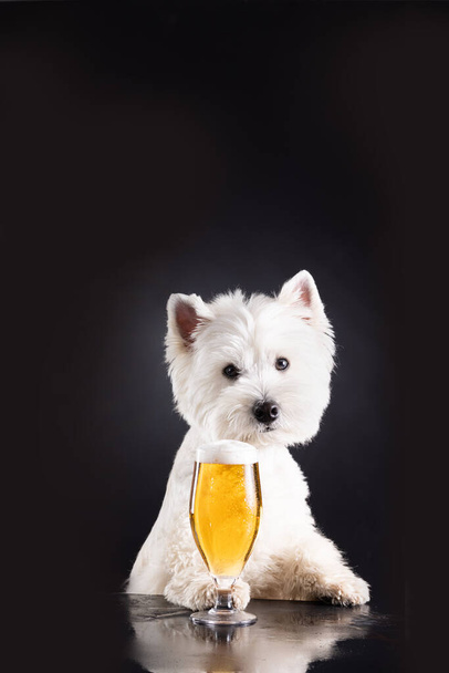 Білий собака з пивом і закусками в барі за стійкою. На темному тлі з пробілом для вашого тексту. Високоякісна фотографія
 - Фото, зображення