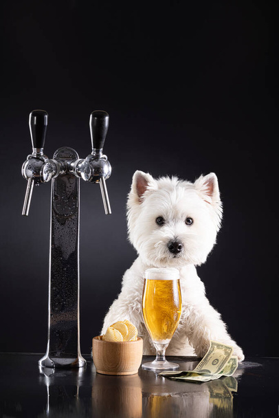 White dog with beer and snacks at the bar behind the counter. On a dark background with space for your text. High quality photo - Foto, Bild