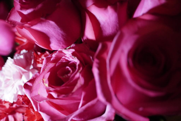 淡い背景にピンクのバラを閉じ - 写真・画像