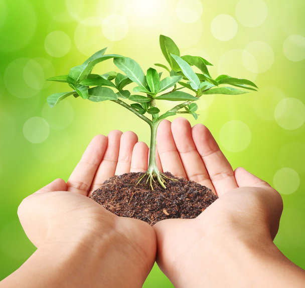sosteniendo planta verde en la mano
  - Foto, Imagen