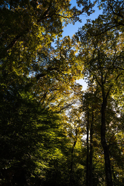 Forest view in vertical shot. Autumn trees. Earth Day concept vertical photo. Carbon neutrality background photo. - Fotó, kép