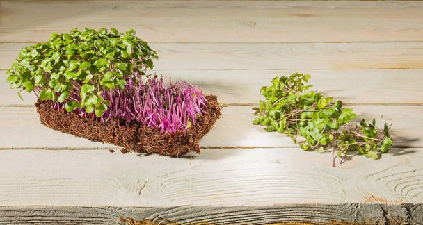 Growing microgreens at home. Block of cabage sprouts and cut greens on a wooden background. Rustic style. - Photo, Image