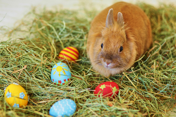 Пасхальний кролик з розфарбованими яйцями в сіно
 - Фото, зображення
