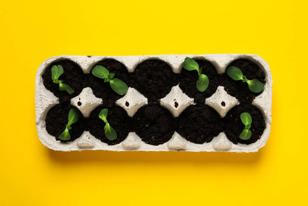 Hodowla roślin w pudełku na jaja, kreatywny sposób uprawy roślin - Zdjęcie, obraz