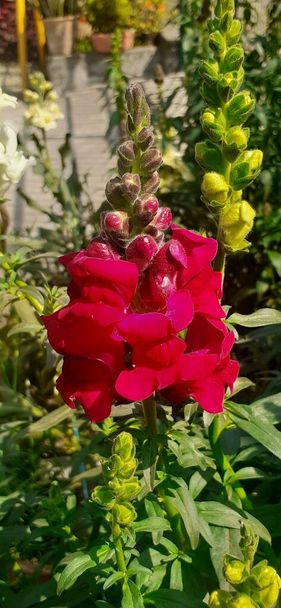 Snapdragon або Antirrhinum - це родина Plantaginaceae, декоративна квіткова рослина. Відомий також як "Квіти дракона" і "Квіти собак".. - Фото, зображення