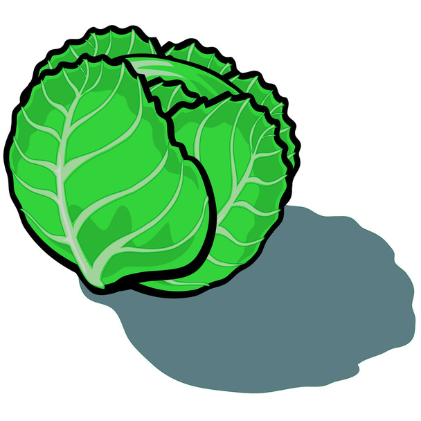 Kopfsalat - Vektor, Bild