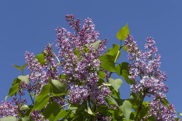 view on branches of blossoming lilac bush against blue sky - Fotografie, Obrázek