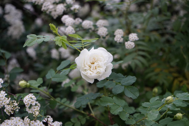 5月には庭に白い花を咲かせます。バラは、バラ科のローザ属の木質多年草の開花植物か、またはそれが産む花のいずれかです。ドイツ・ベルリン  - 写真・画像