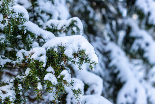 Крупним планом фото вічнозелених гілочок ялівцю, вкритих снігом на лісовому фоні. Сніг вкрив гілки ялівцю після снігової бурі. Зелений кущ Джуніперуса з голкою, вкритою снігом
 - Фото, зображення