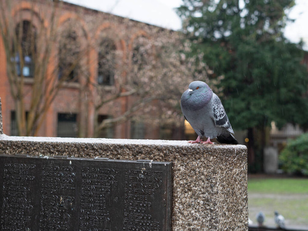 Manada de palomas grises en el parque de la ciudad caminando bajo la lluvia en primavera, aves de la ciudad.  - Foto, Imagen