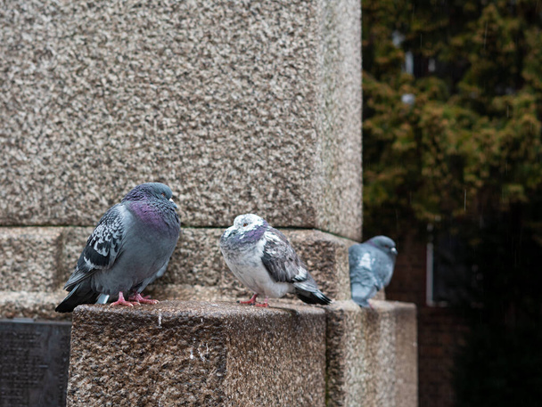 Flock of grey pigeons in the town park walking under the rain in spring ,city birds.  - Photo, Image