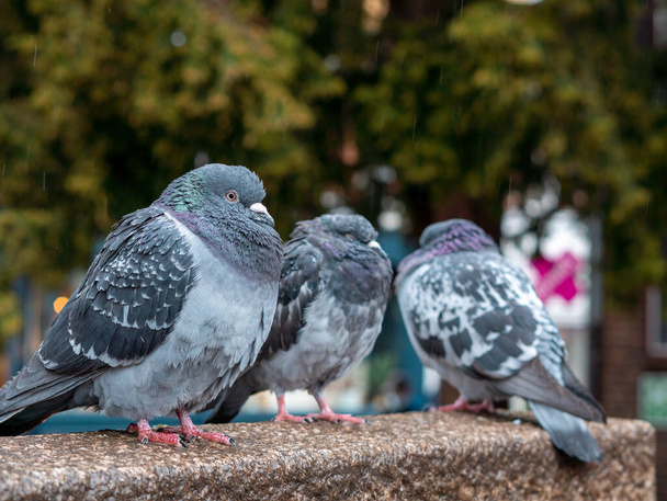 Flock of grey pigeons in the town park walking under the rain in spring ,city birds.  - Photo, Image