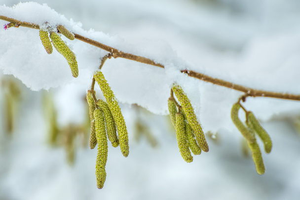 Hazelnut blossom in snow - Фото, изображение