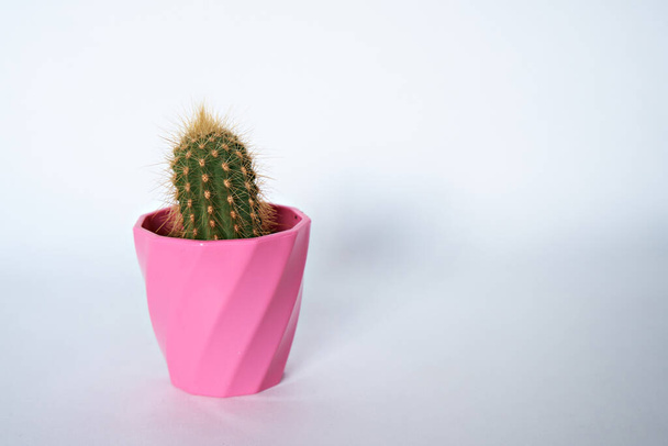 Kis kaktusz rózsaszín pot fehér háttér, elölnézet. - Fotó, kép