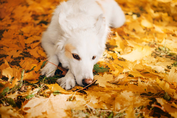 Valkoinen Sveitsin Shepherd Dog ulkona muotokuva. Koira värikkäissä lehdissä luonnossa. Vaahteran lehdet. Syyskausi. Syksyllä. Lemmikki kävelyllä - Valokuva, kuva