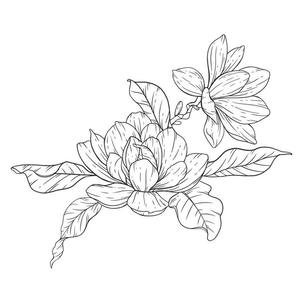  Kukkalinjataidetta. Magnolia Kukka ääriviivat kukka väritys sivut, minimalistinen moderni häät kutsut - Vektori, kuva