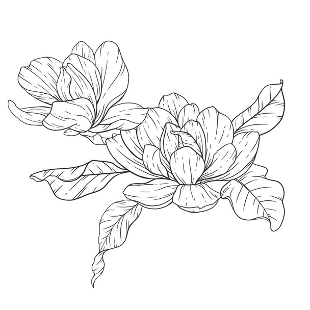 Floral Line Art. Magnolia Flower Outline for Floral Coloring Pages, Minimalist Modern Wedding invitations - Vetor, Imagem