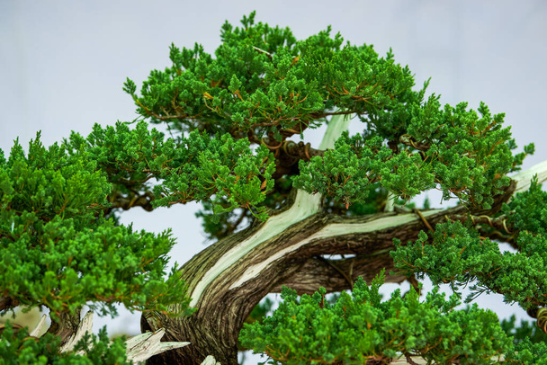 Κοντινό πλάνο ενός χαριτωμένου δέντρου Podocarpus - Φωτογραφία, εικόνα